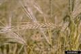 Hordeum vulgare - Hordeum sativum